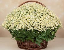 Цветочная композиция из Ромашки в корзине #REPLACE_PRED# Мишеронский