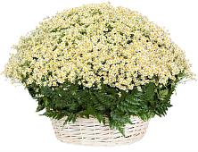 Цветочная композиция из Ромашки в корзине #REPLACE_PRED# Мишеронский